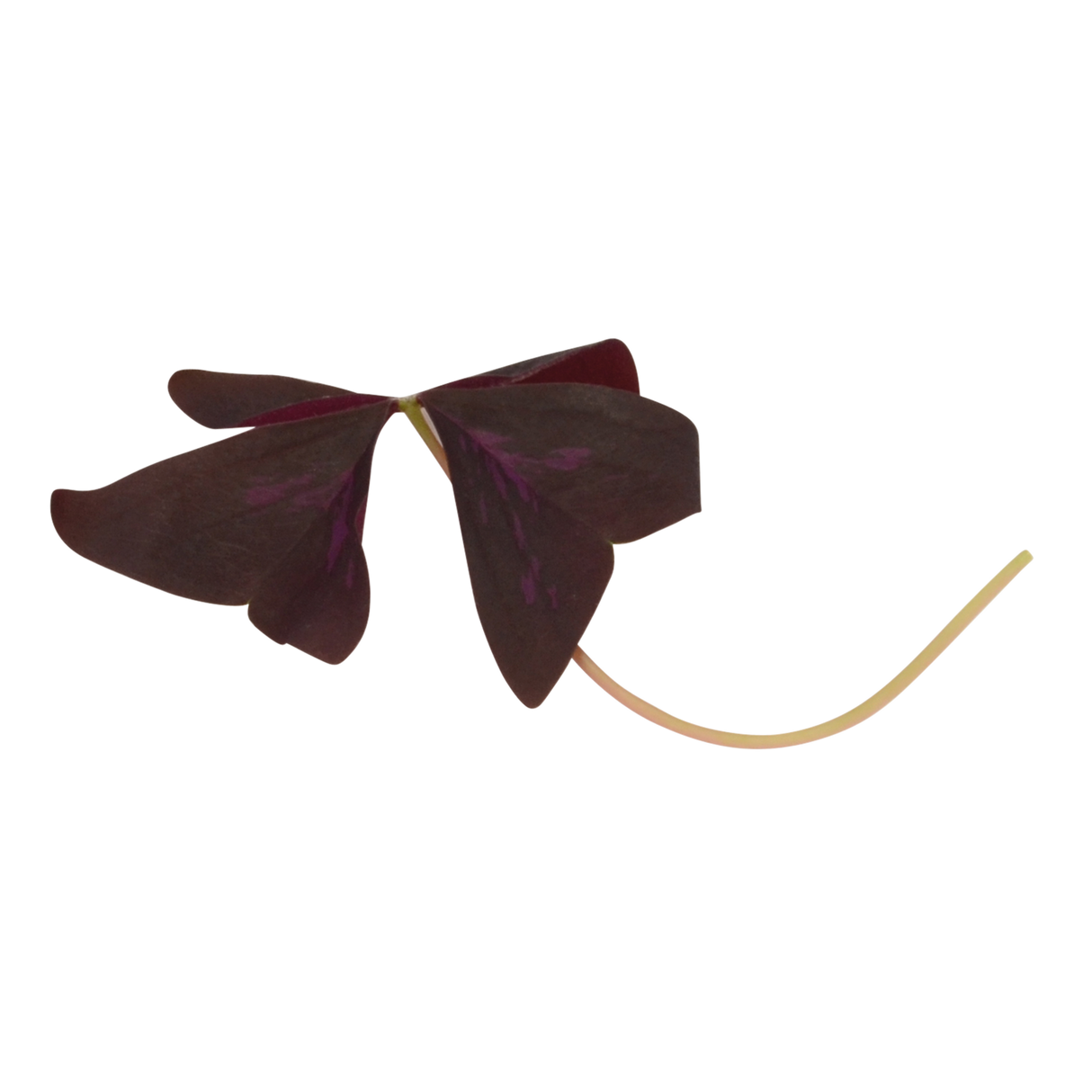 786780.png