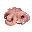 3622134.png