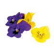 785911.png
